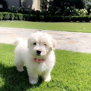 Meet your Posher, Ginny